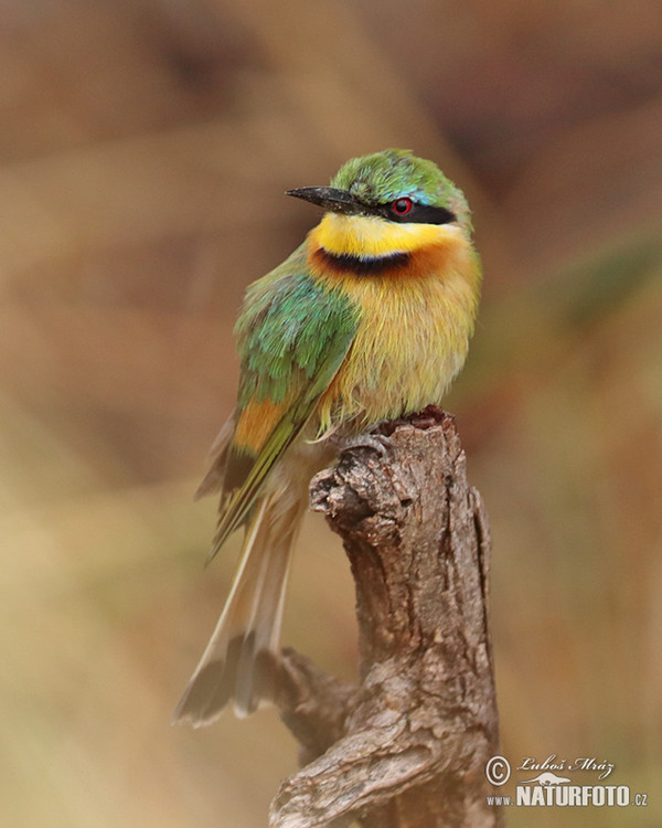 Zwergbienenfresser (Merops pusillus)