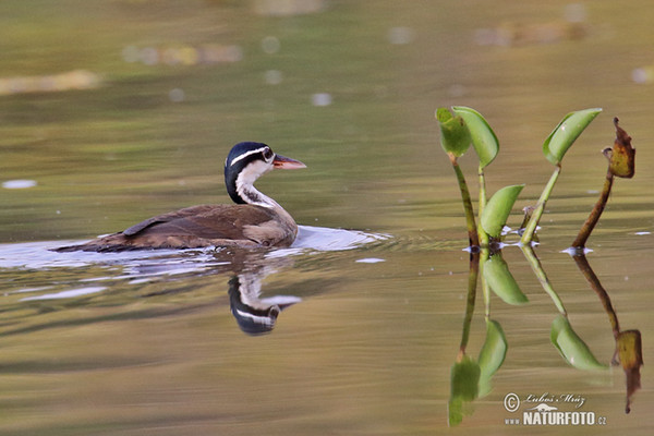 Zwergbinsenralle (Heliornis fulica)