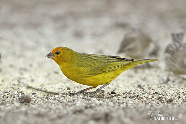 Zwerggilbammer (Sicalis columbiana)