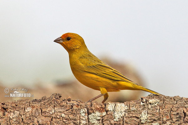 Zwerggilbammer (Sicalis columbiana)