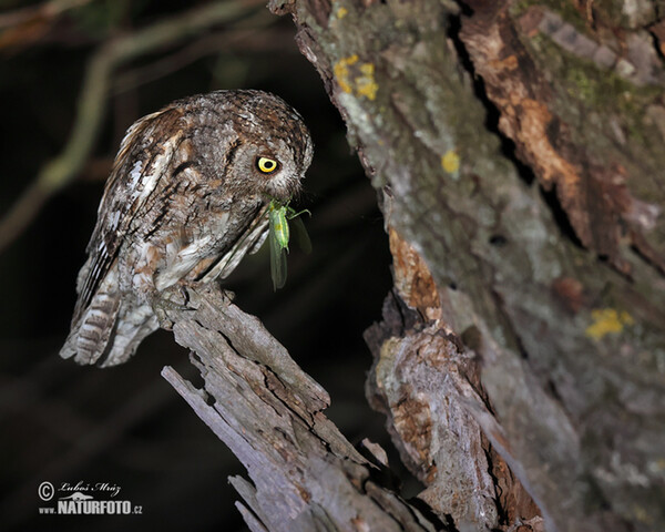 Zwergohreule (Otus scops)
