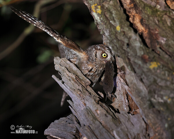 Zwergohreule (Otus scops)