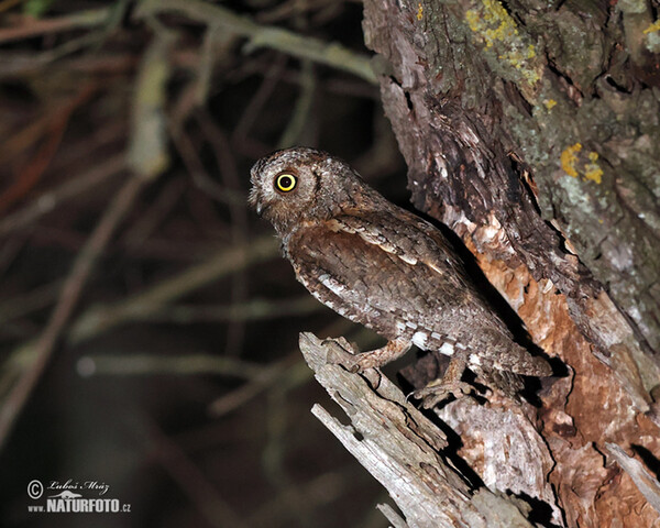 Zwergohreule (Otus scops)