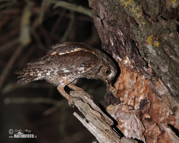 Zwergohreule (Otus scops)