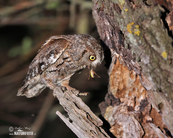 Zwergohreule (Otus scops)
