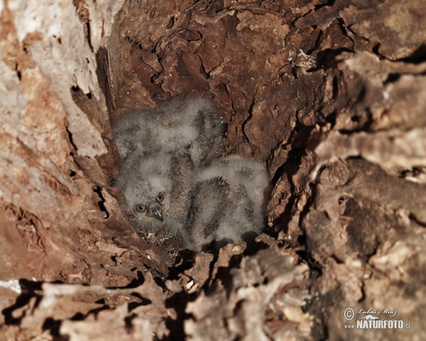 Zwergohreule (Otus scops)
