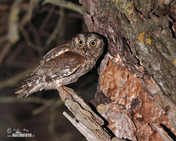 Zwergohreule (Otus scops)