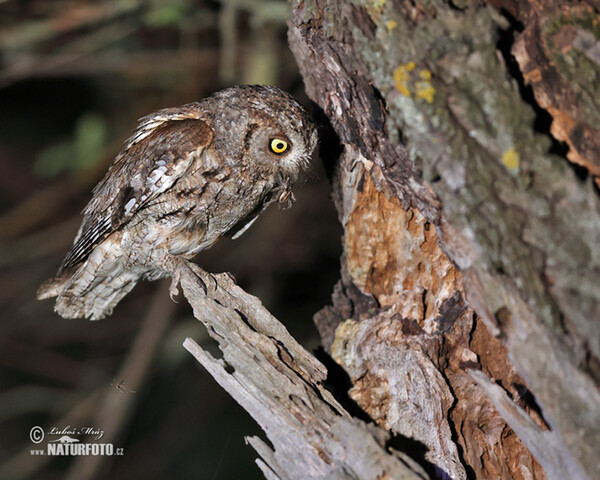 Zwergohreule (Otus scops)