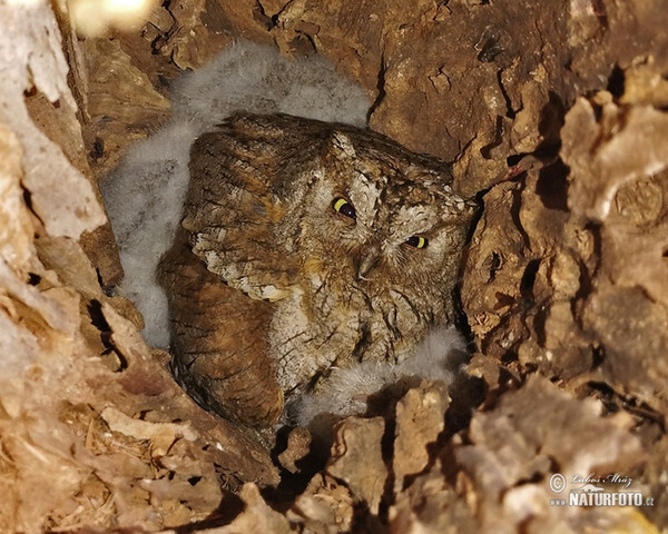 Zwergohreule (Otus scops)