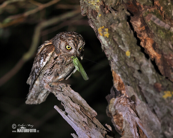 Zwergohreule (Otus scops)