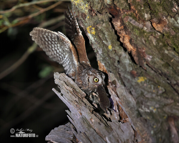 Zwergohreule (Otus scops)