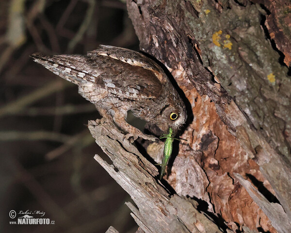 Zwergohreule (Otus scops)