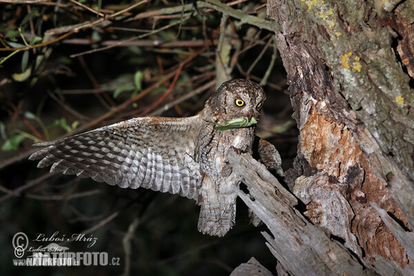 Zwergohreule (Otus scops)