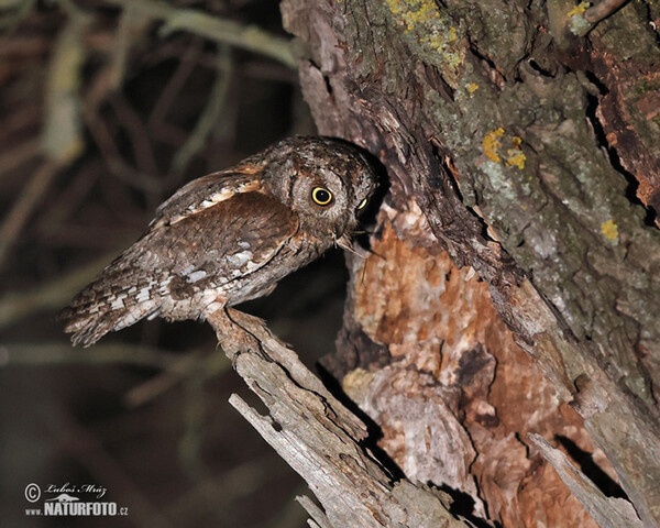 Zwergohreule (Otus scops)
