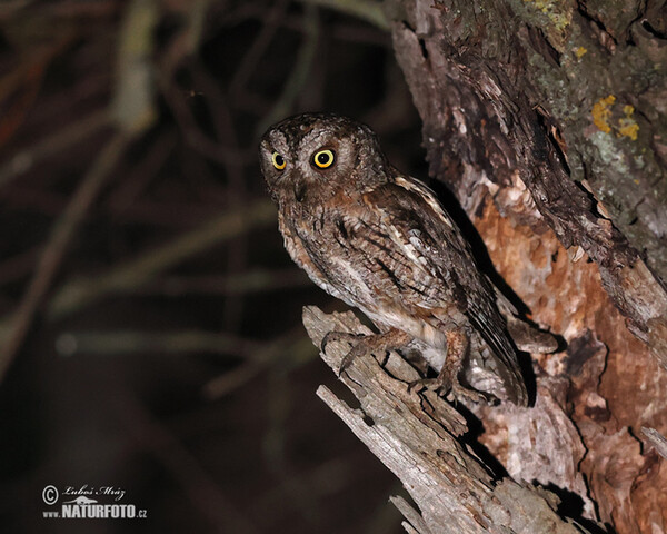 Zwergohreule (Otus scops)