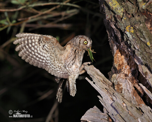 Zwergohreule (Otus scops)