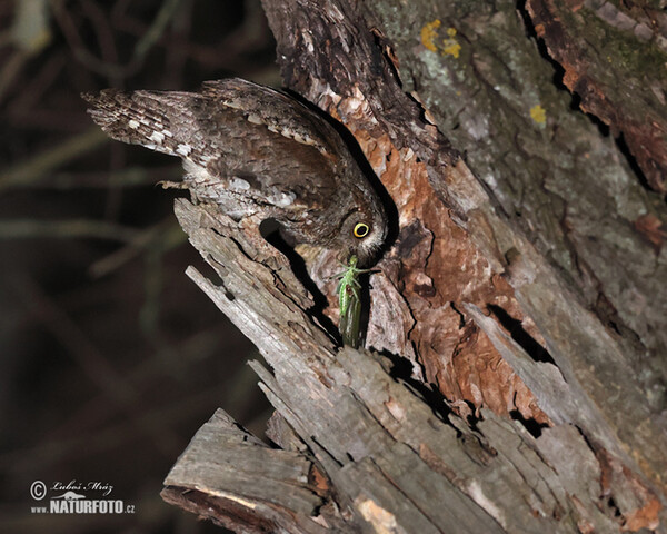 Zwergohreule (Otus scops)