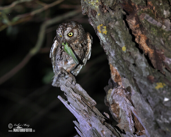 Zwergohreule (Otus scops)