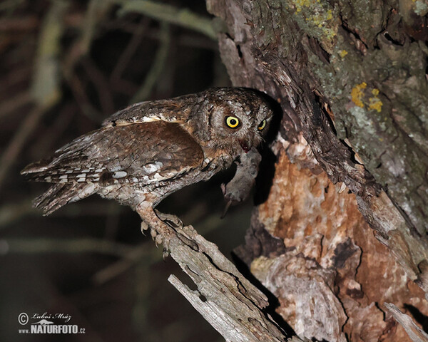 Zwergohreule (Otus scops)