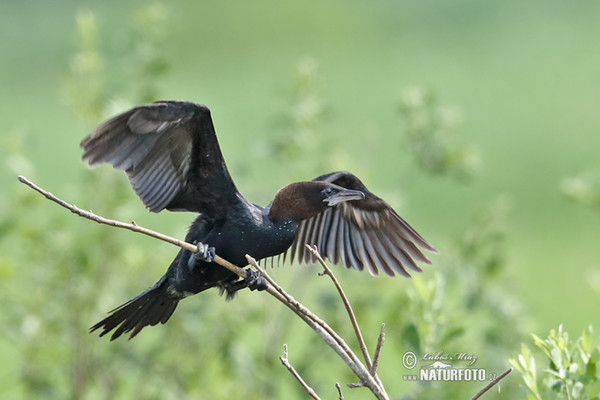 Zwergscharbe (Phalacrocorax pygmaeus)