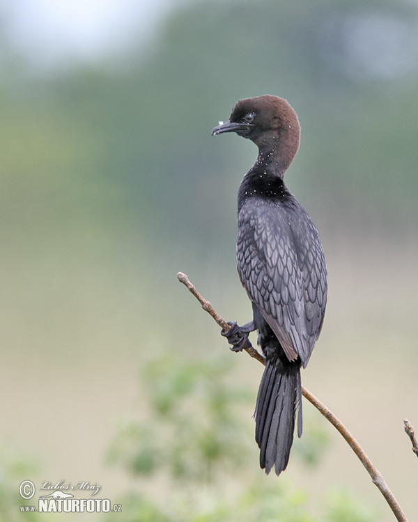 Zwergscharbe (Phalacrocorax pygmaeus)