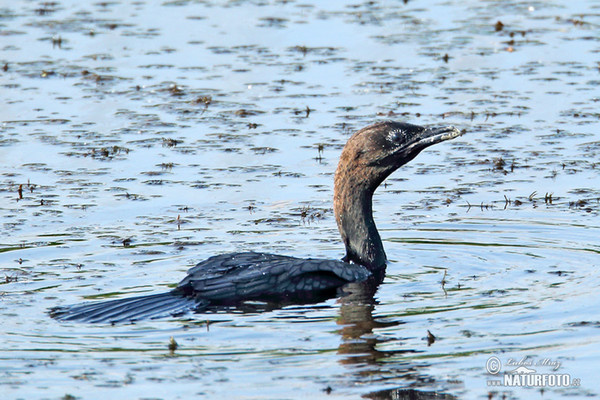 Zwergscharbe (Phalacrocorax pygmaeus)