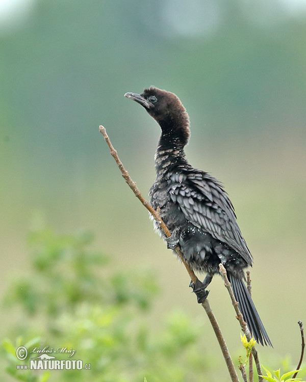 Zwergscharbe (Phalacrocorax pygmaeus)