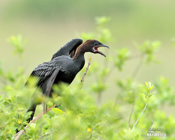 Zwergscharbe (Phalacrocorax pygmaeus)