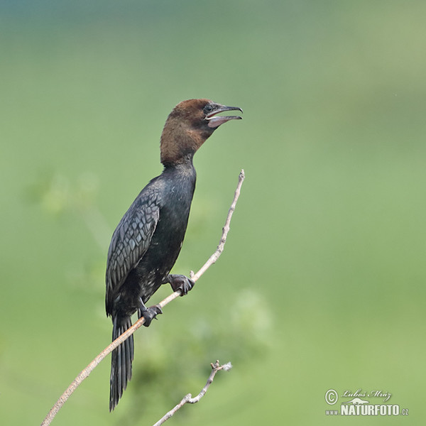 Zwergscharbe (Phalacrocorax pygmaeus)