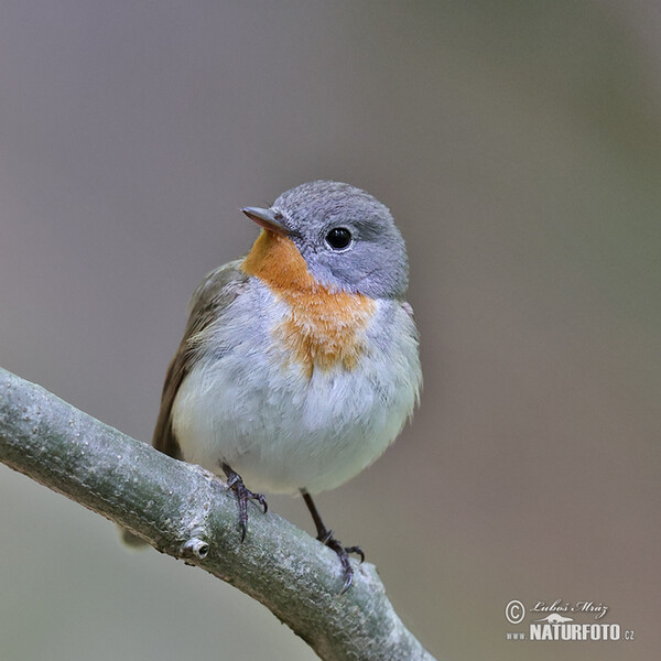 Zwergschnäpper (Ficedula parva)