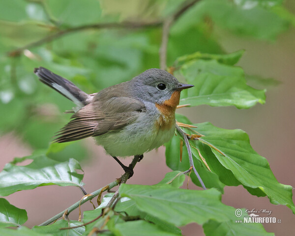 Zwergschnäpper (Ficedula parva)