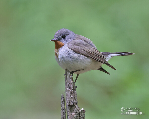 Zwergschnäpper (Ficedula parva)