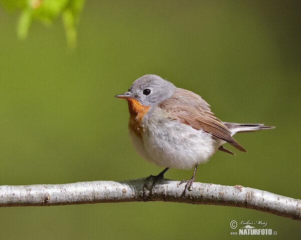 Zwergschnäpper (Ficedula parva)