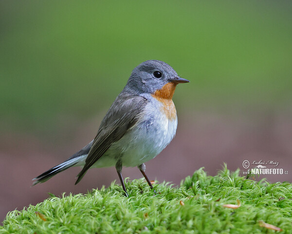 Zwergschnäpper (Ficedula parva)