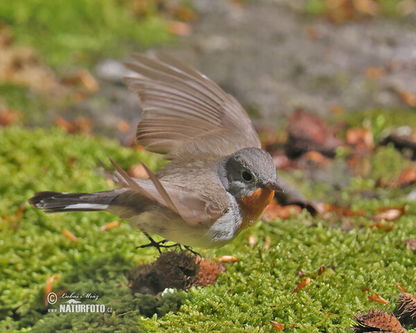 Zwergschnäpper (Ficedula parva)