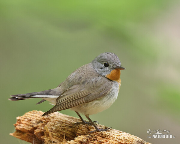 Zwergschnäpper (Ficedula parva)