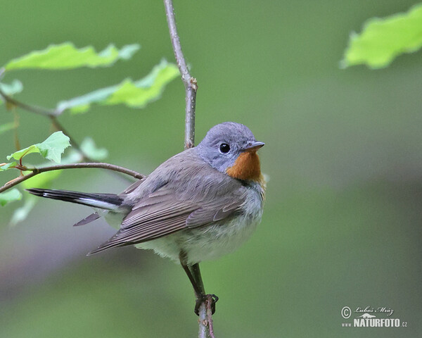 Zwergschnäpper (Ficedula parva)