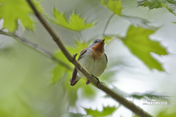 Zwergschnäpper (Ficedula parva)