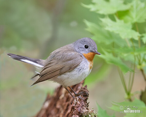 Zwergschnäpper (Ficedula parva)