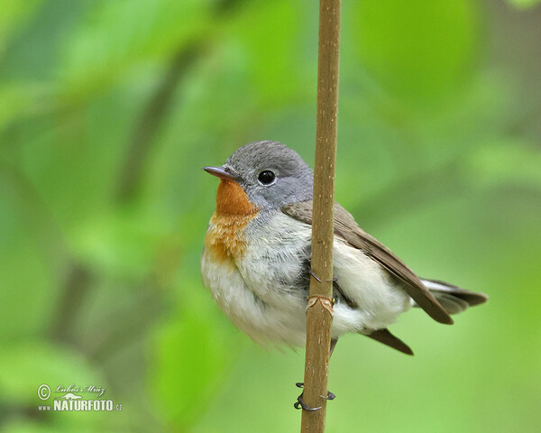 Zwergschnäpper (Ficedula parva)