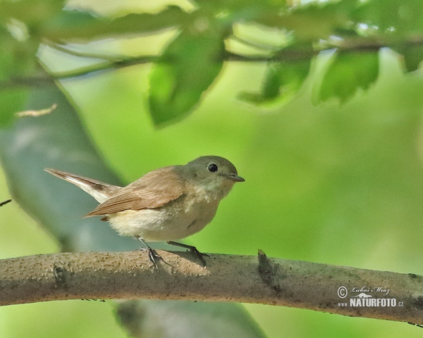 Zwergschnäpper (Ficedula parva)