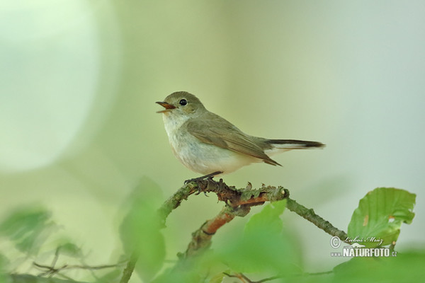 Zwergschnäpper (Ficedula parva)