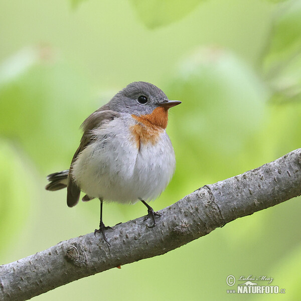 Zwergschnäpper (Ficedula parva)