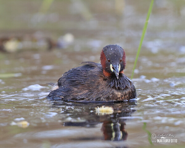 Zwergtaucher (Tachybaptus ruficollis)