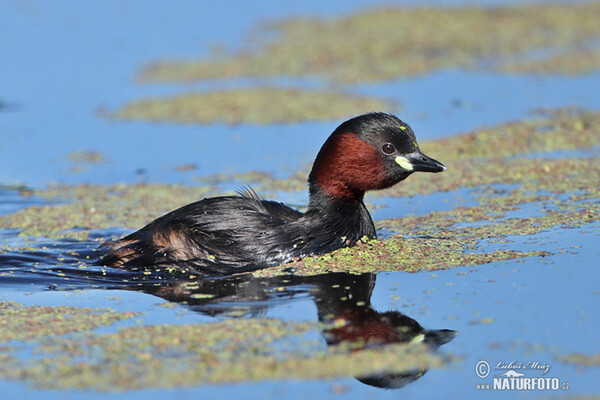 Zwergtaucher (Tachybaptus ruficollis)