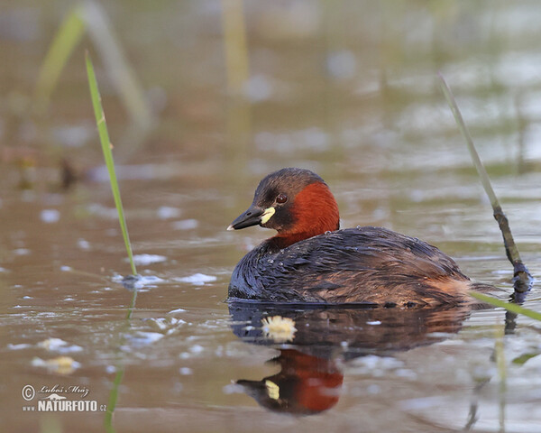 Zwergtaucher (Tachybaptus ruficollis)