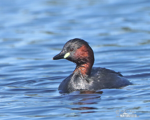 Zwergtaucher (Tachybaptus ruficollis)