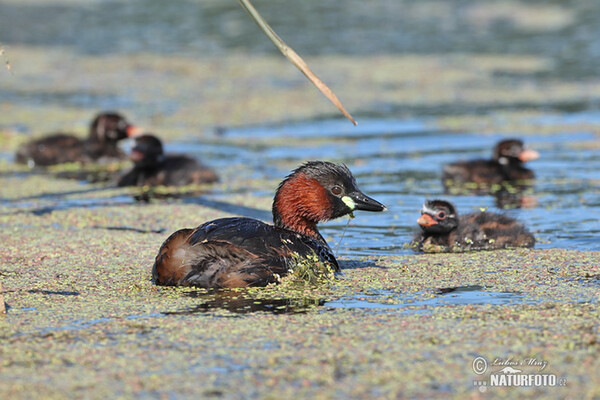 Zwergtaucher (Tachybaptus ruficollis)