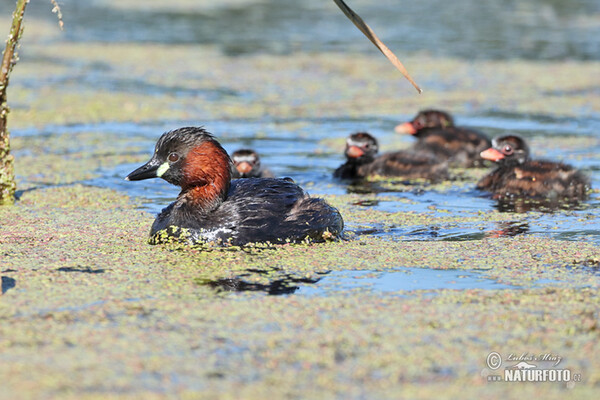 Zwergtaucher (Tachybaptus ruficollis)