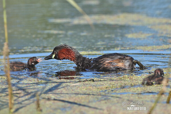 Zwergtaucher (Tachybaptus ruficollis)